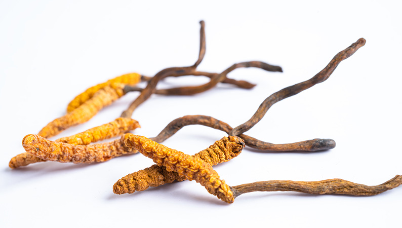 cordyceps