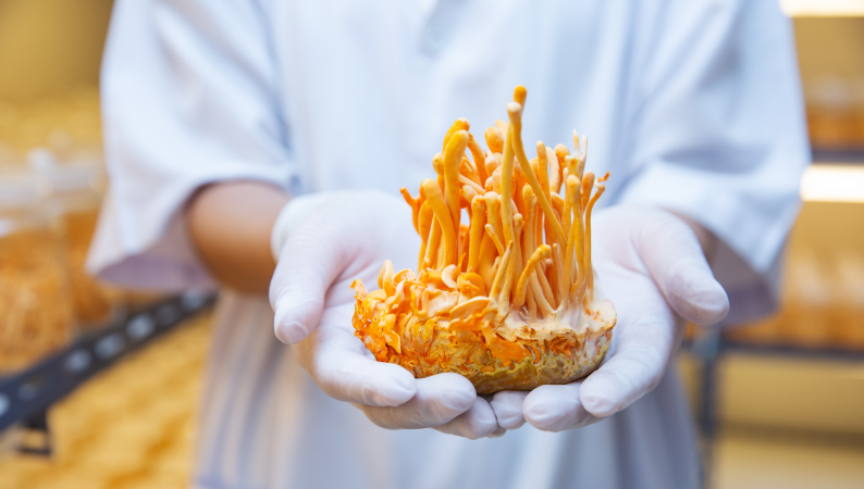 Cordyceps w codziennej suplementacji – naturalny grzyb wspierający energię i odporność