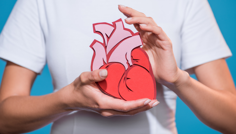 Osoba trzymająca papierowy model serca – symboliczna ilustracja tematu melisa a zdrowie serca i naturalnej ochrony układu krążenia.